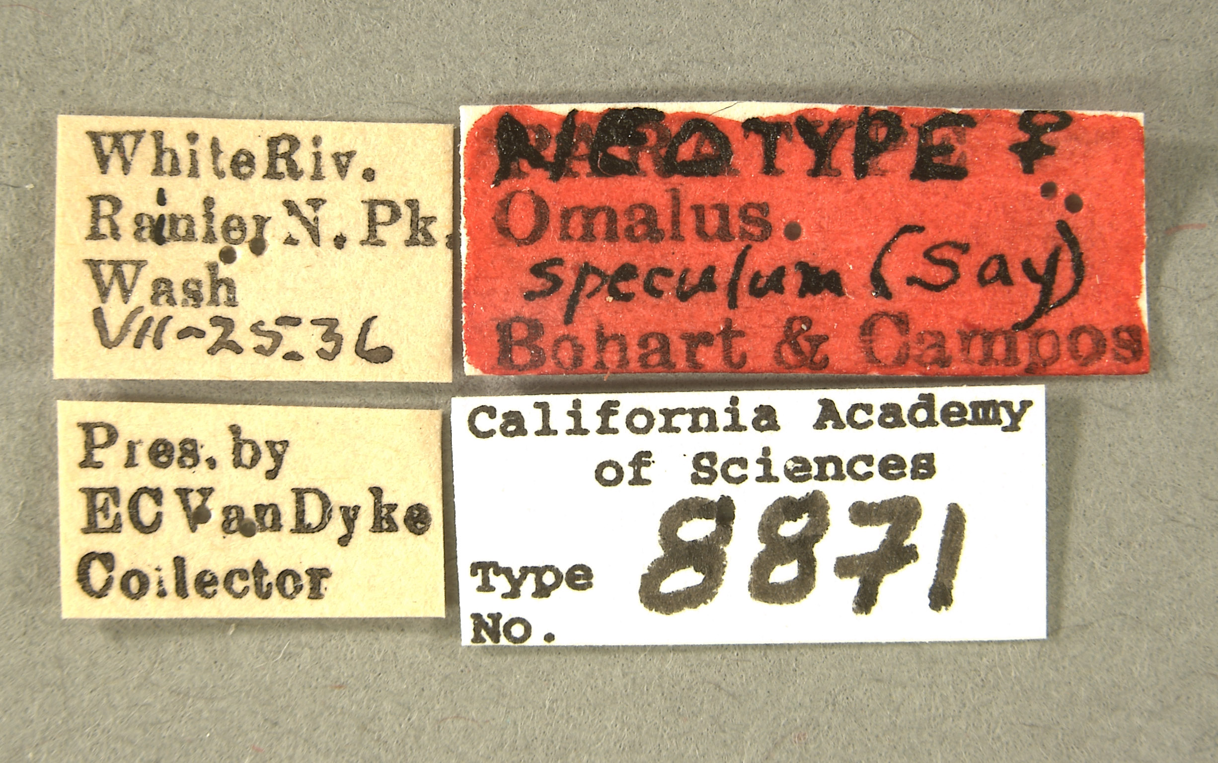 Hedychrum speculum image