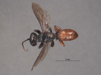 Image of Larropsis bradleyi