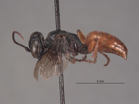 Larropsis bradleyi image