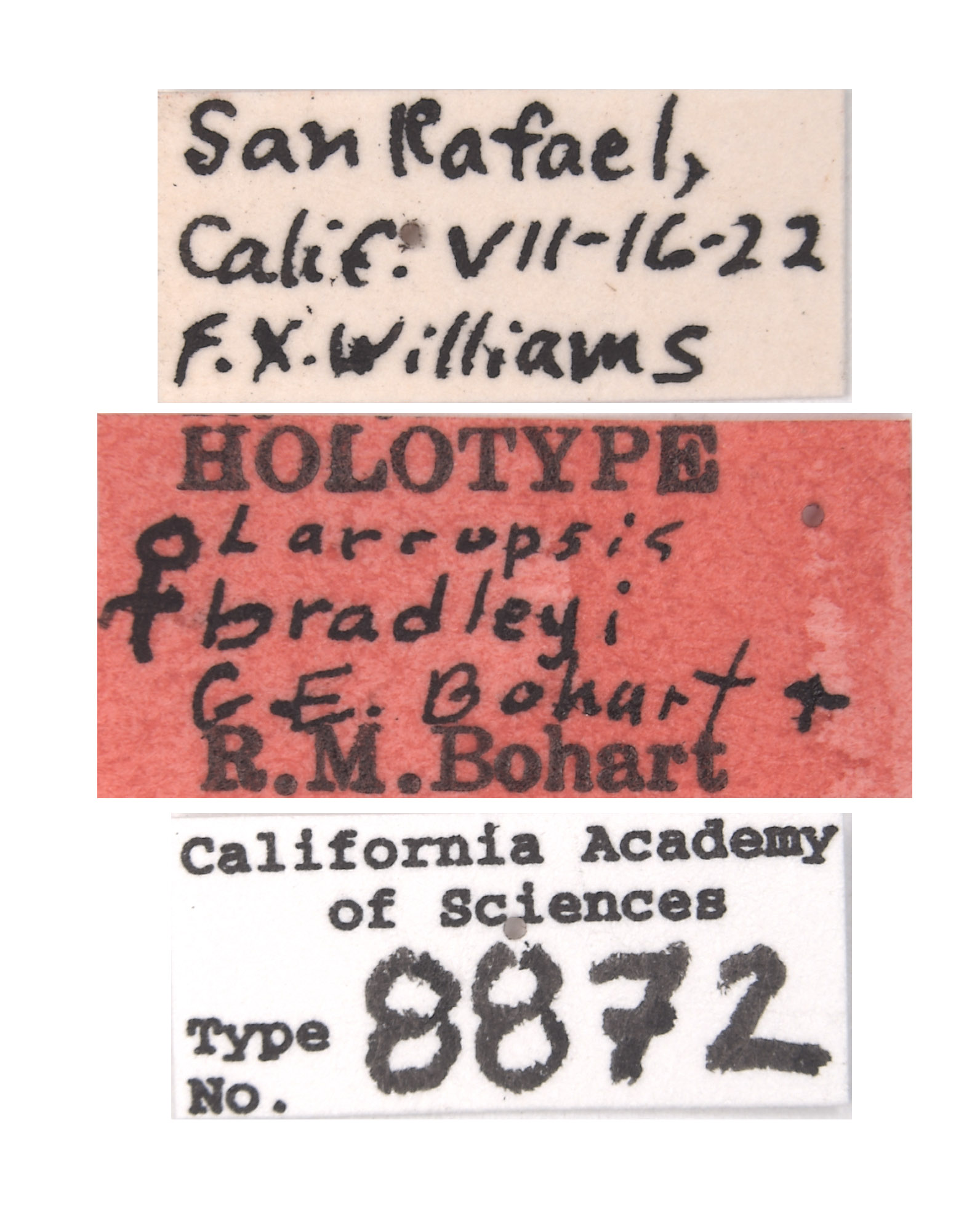 Larropsis bradleyi image