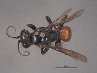 Image of Larropsis corrugata