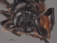 Larropsis corrugata image