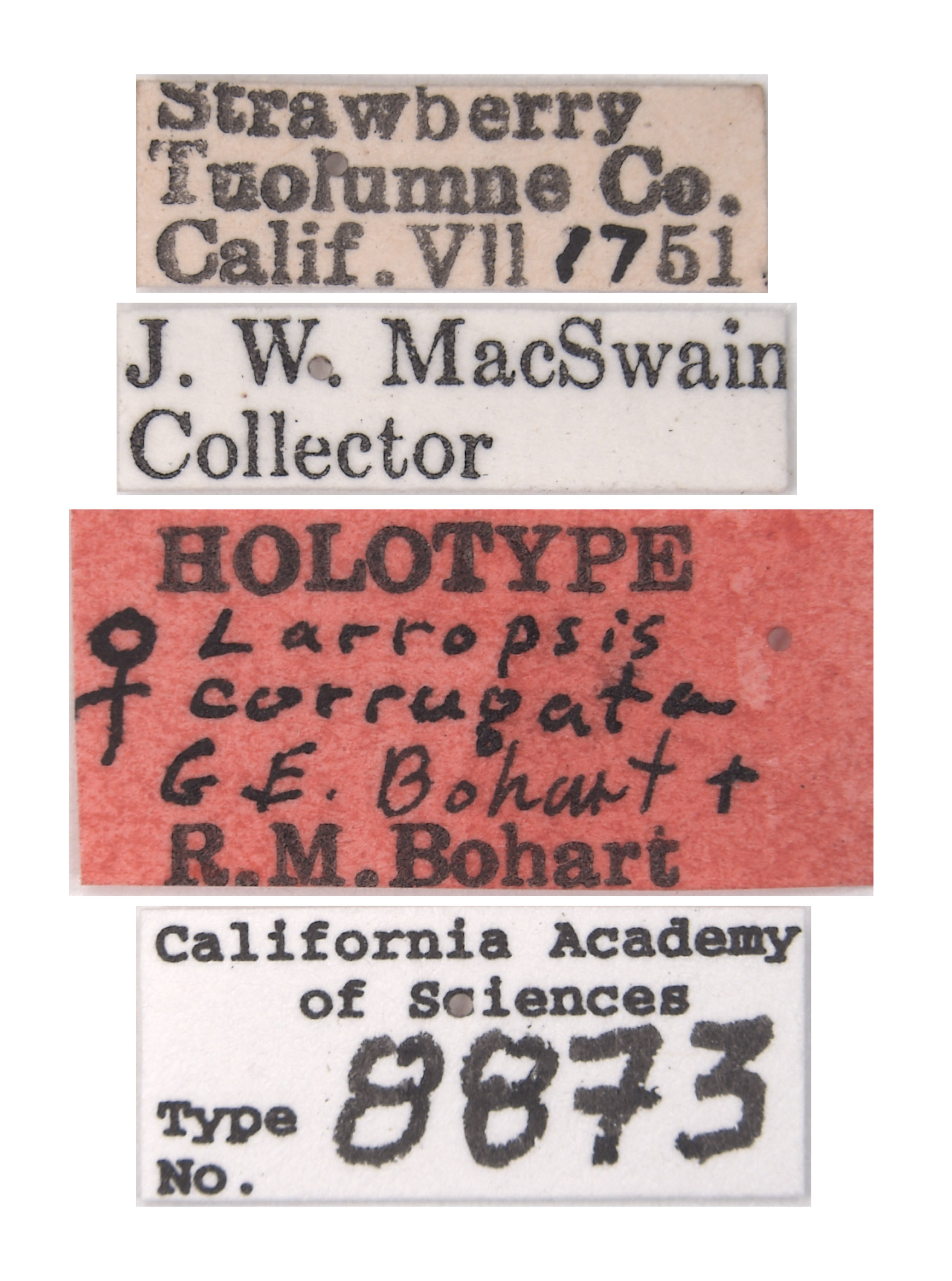 Larropsis corrugata image