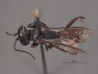 Larropsis granulosa image