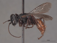 Larropsis granulosa image