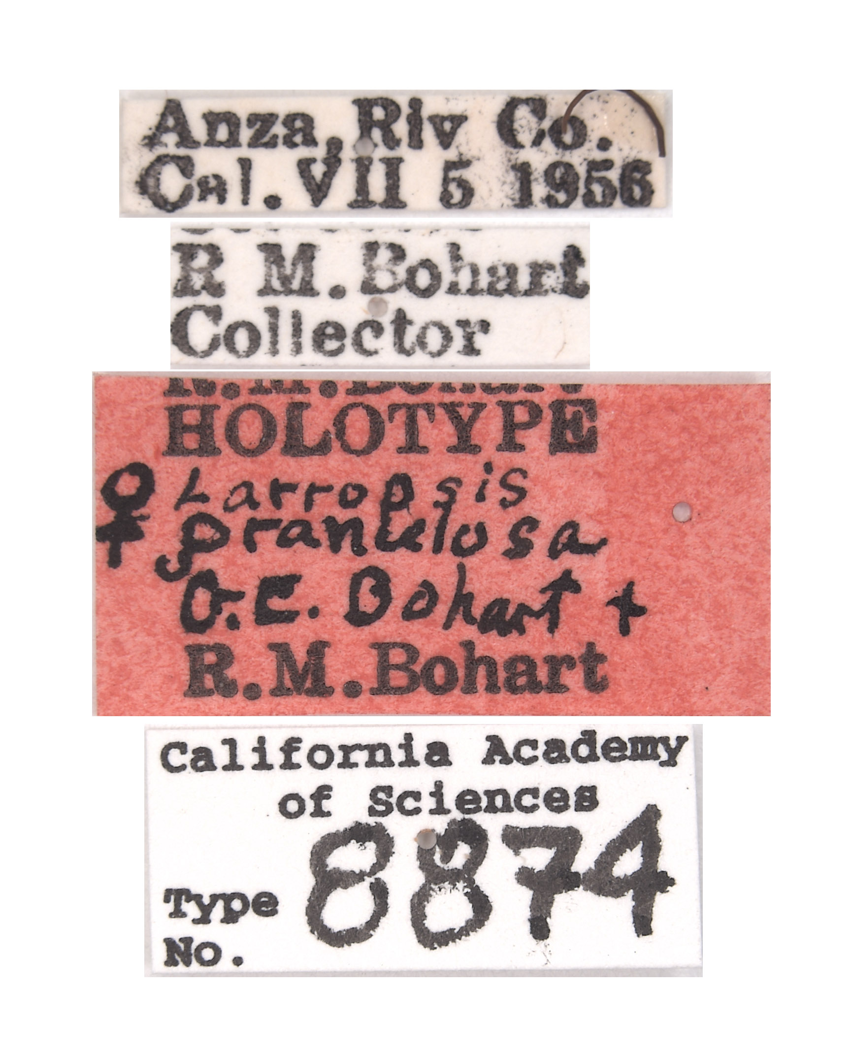 Larropsis granulosa image