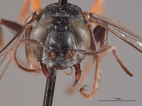 Larropsis hurdi image