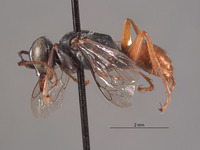 Larropsis hurdi image