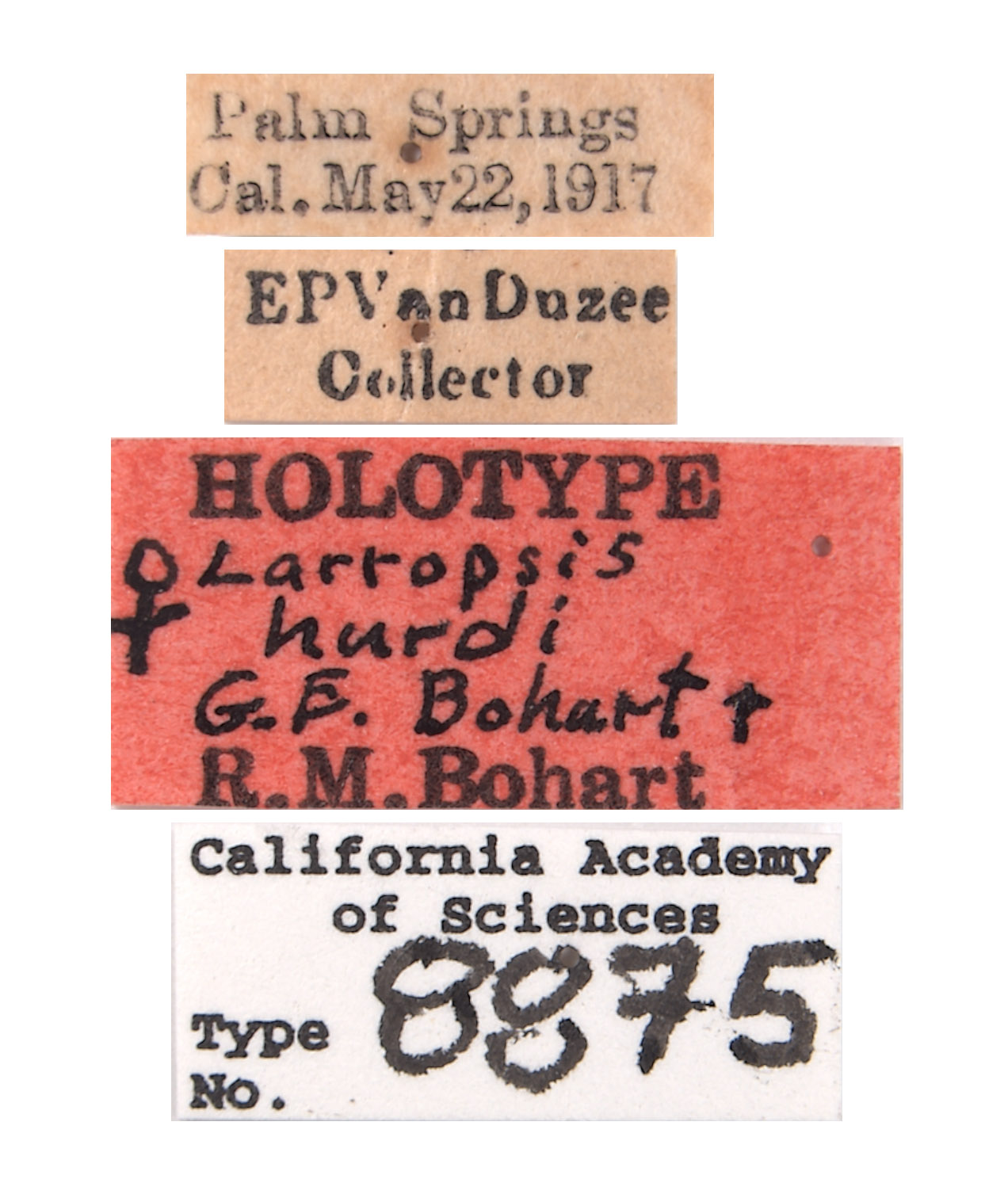 Larropsis hurdi image