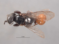 Larropsis platynota image