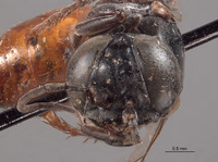 Larropsis platynota image