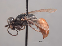 Image of Larropsis platynota