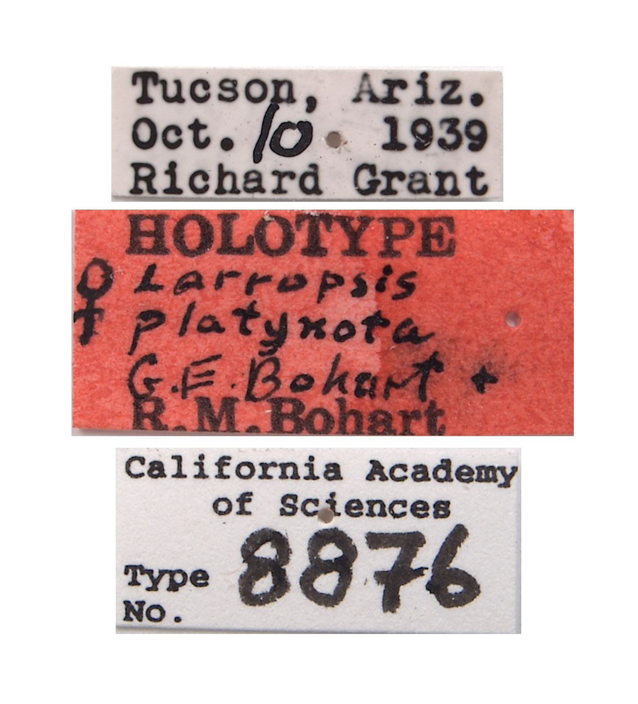 Larropsis platynota image