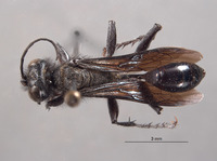 Palmodes californicus image