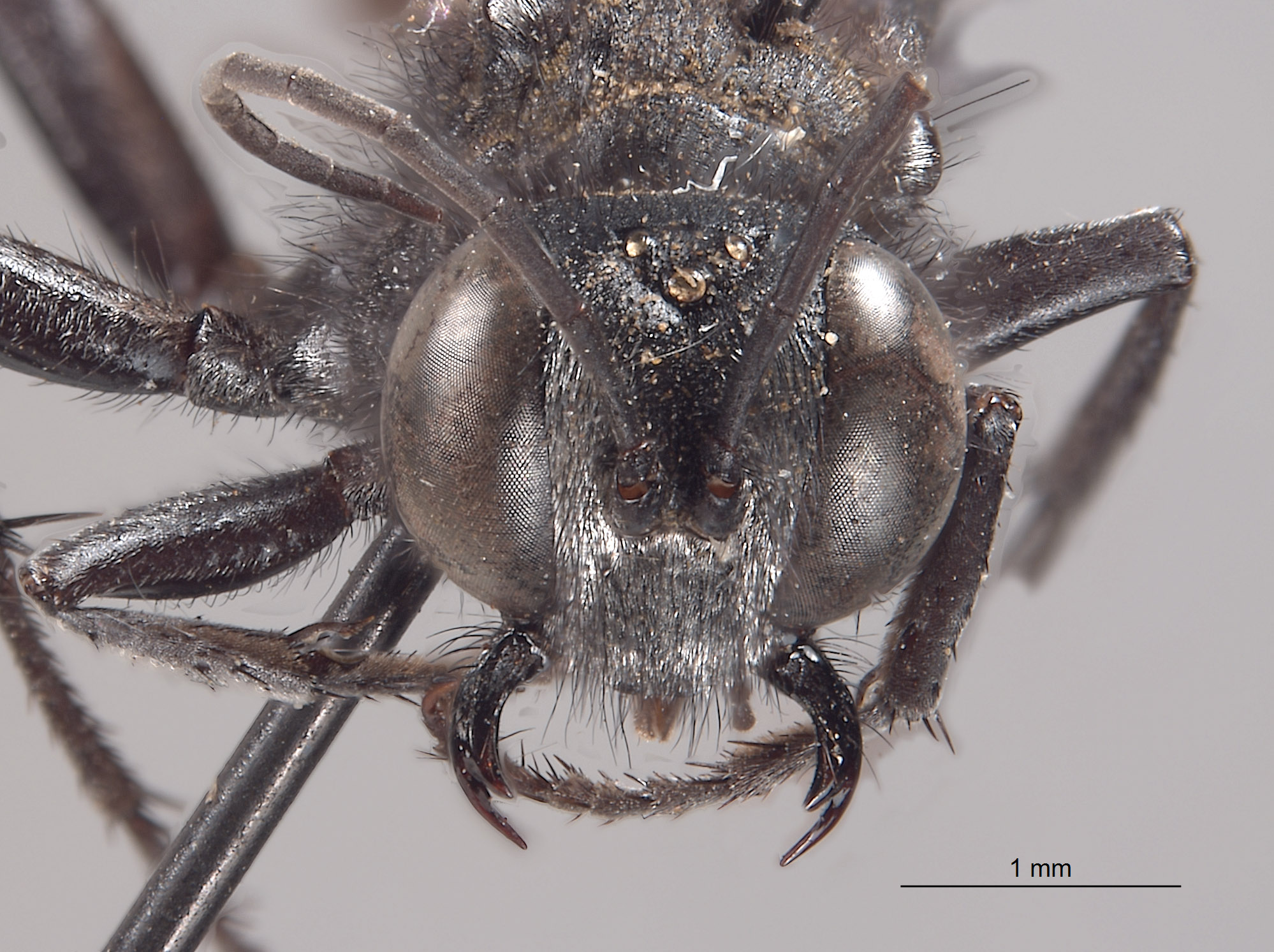 Palmodes californicus image