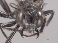 Palmodes californicus image