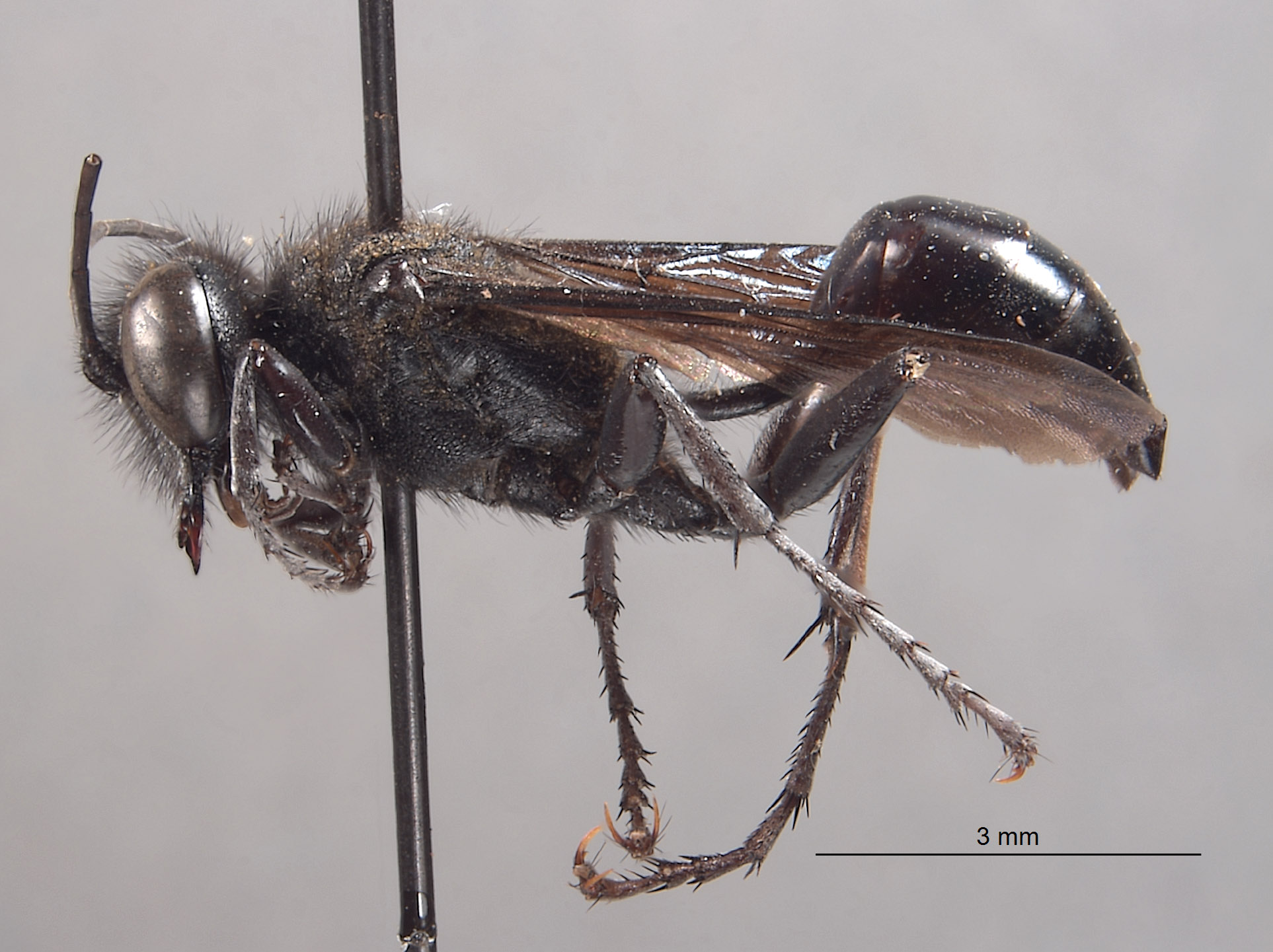 Palmodes californicus image