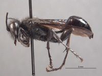 Palmodes californicus image