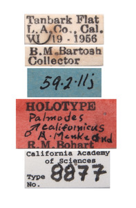 Palmodes californicus image