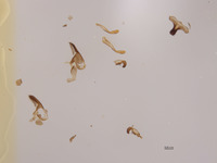 Palmodes californicus image