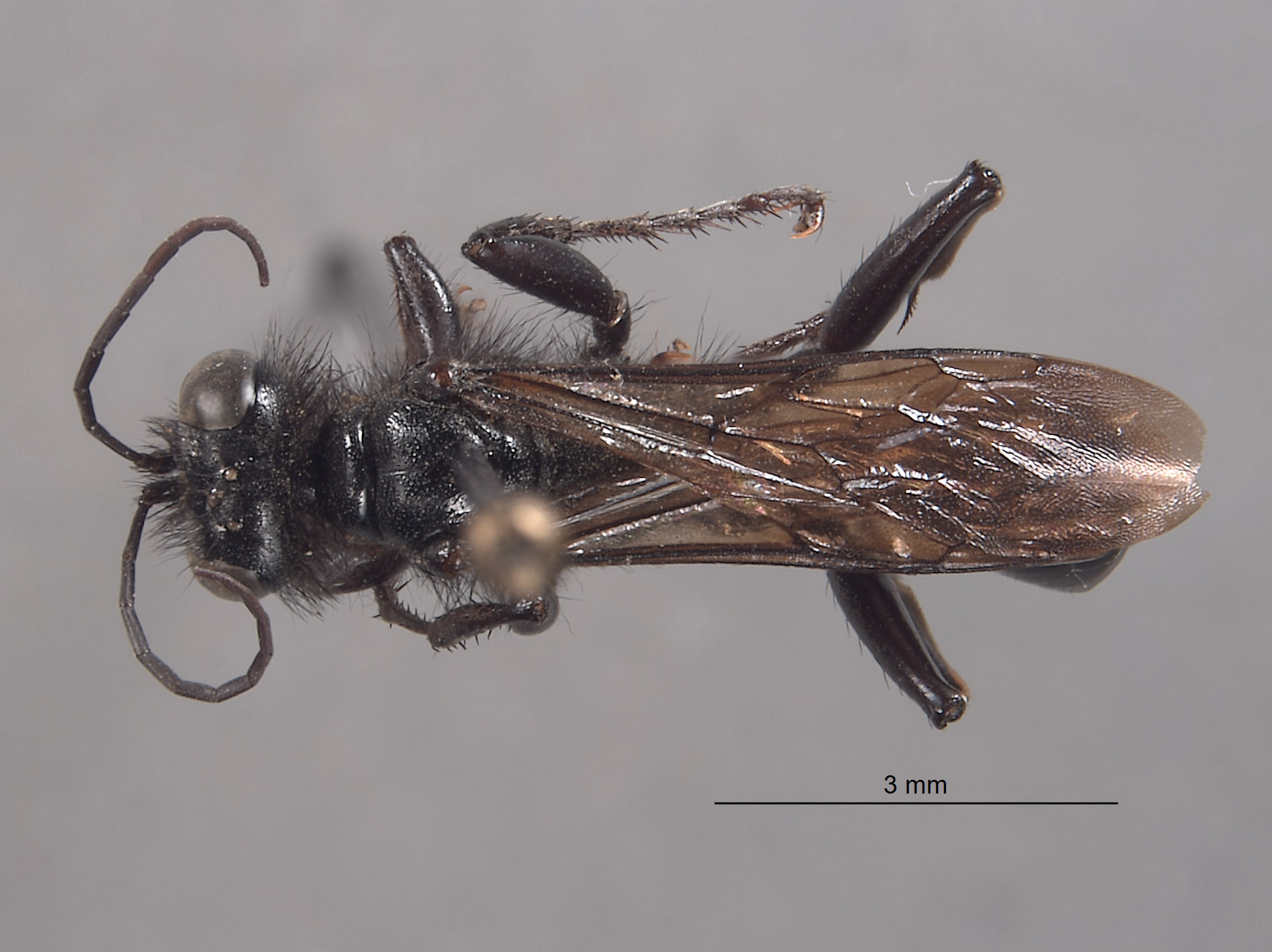 Palmodes hesperus image