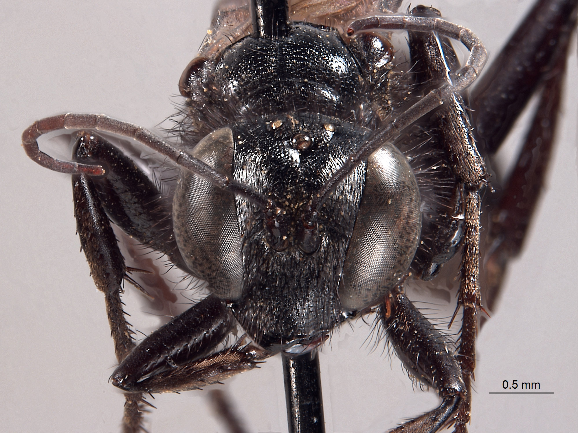 Palmodes hesperus image