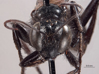 Palmodes hesperus image