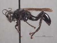 Palmodes hesperus image