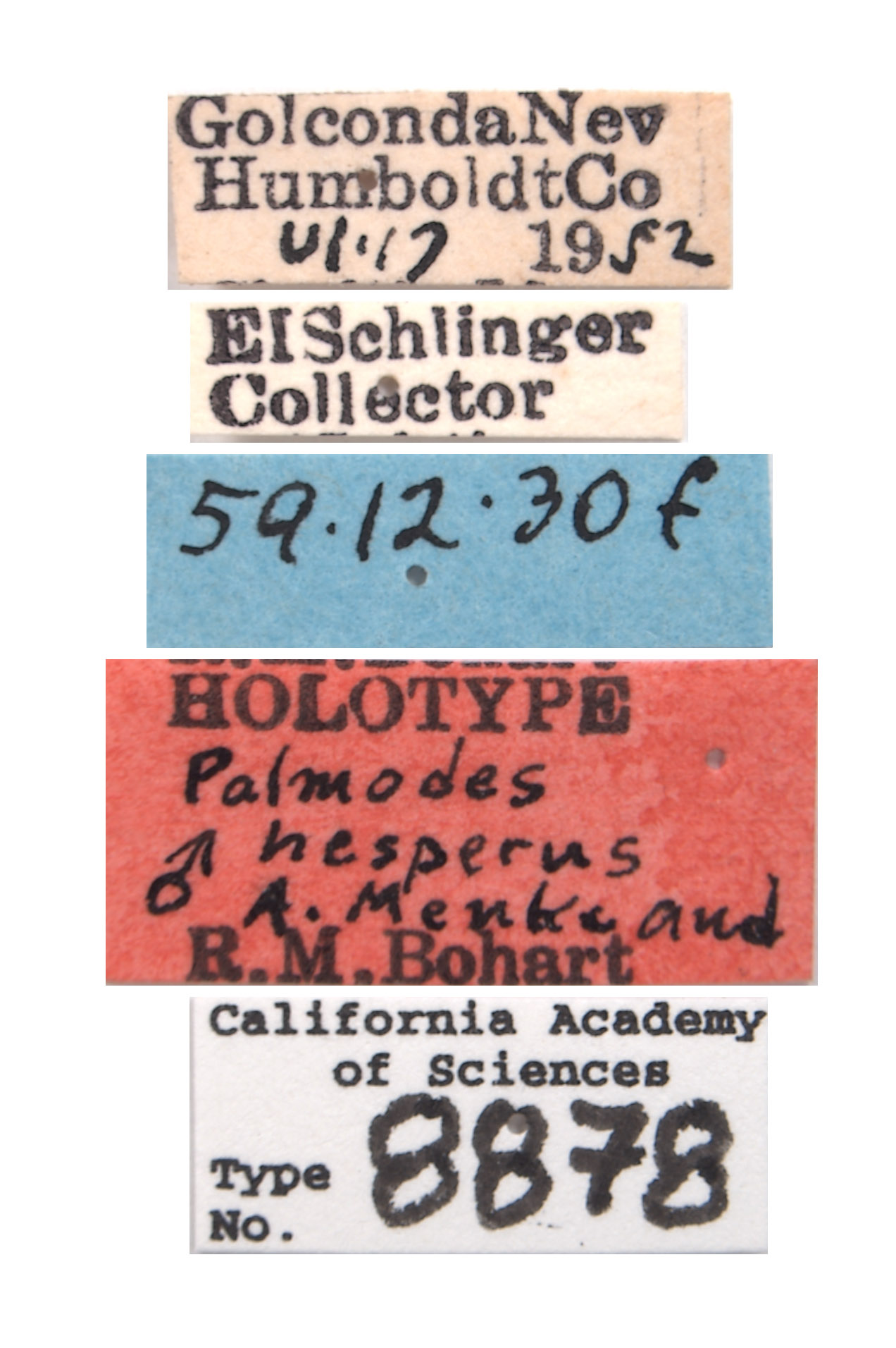Palmodes hesperus image