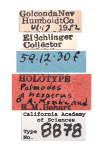 Palmodes hesperus image