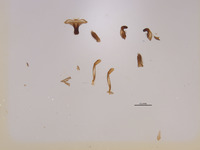 Palmodes hesperus image