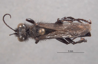 Palmodes insularis image