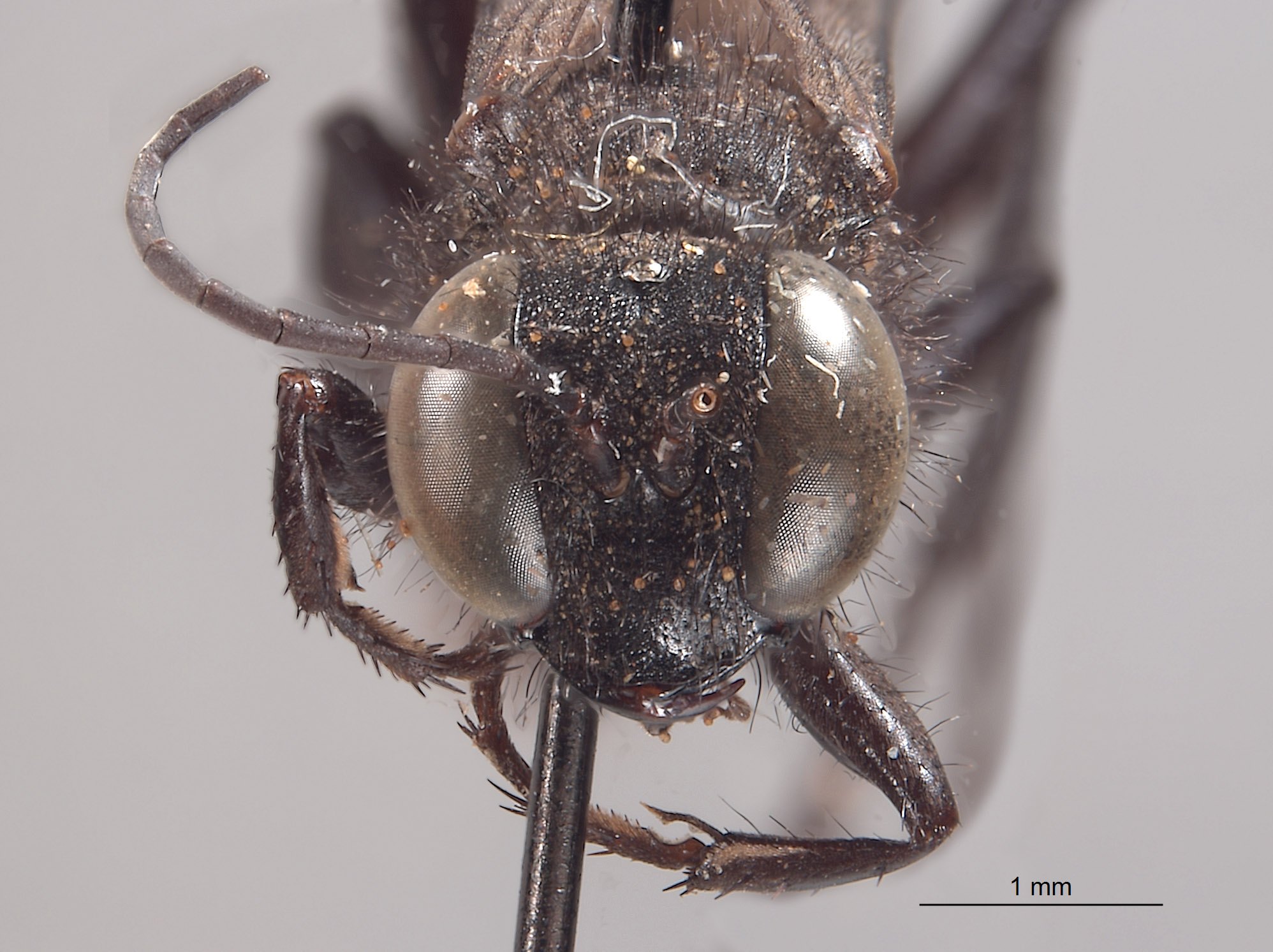 Palmodes insularis image