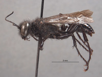 Palmodes insularis image