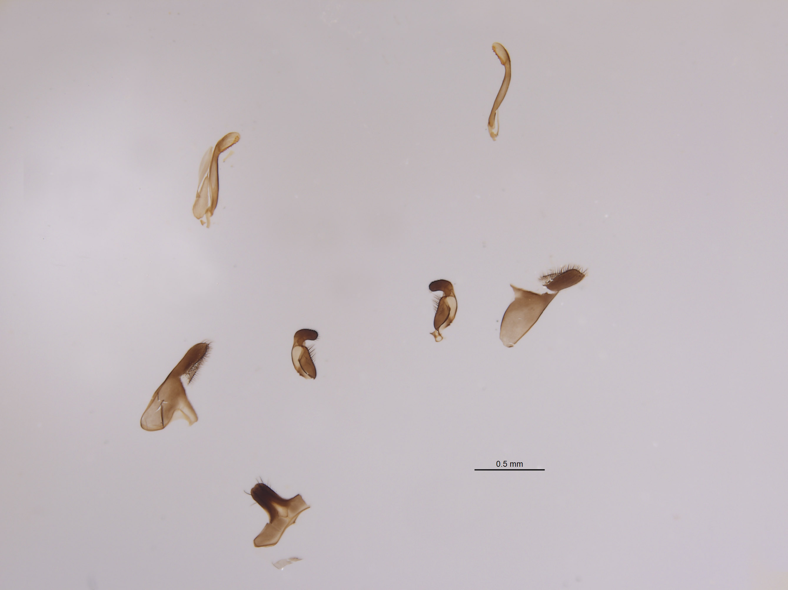 Palmodes lissus image