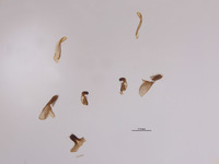 Image of Palmodes lissus