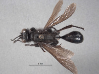 Palmodes stygicus image