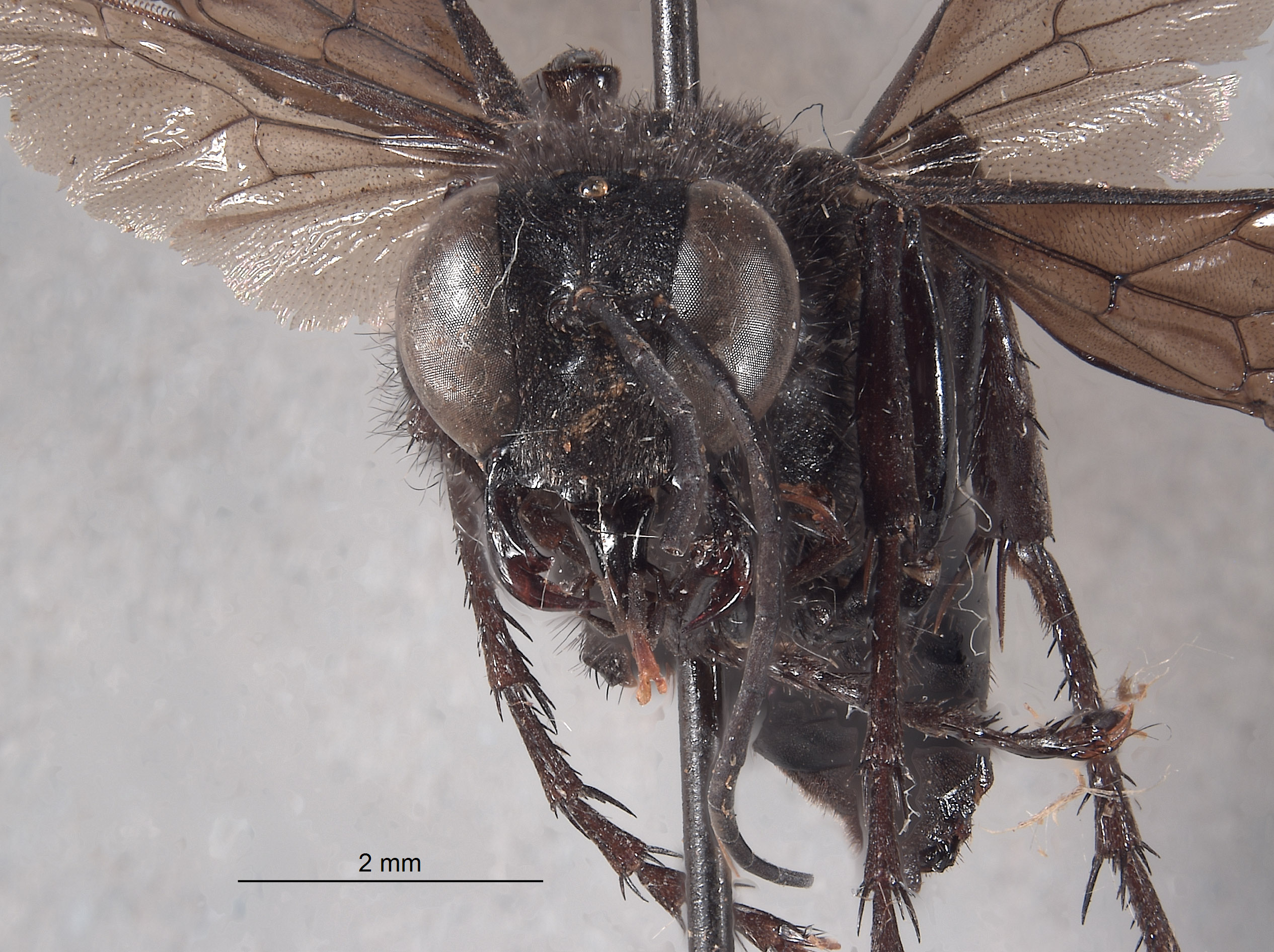 Palmodes stygicus image