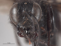 Palmodes stygicus image