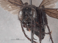 Palmodes stygicus image