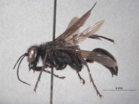 Palmodes stygicus image