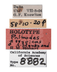 Palmodes stygicus image