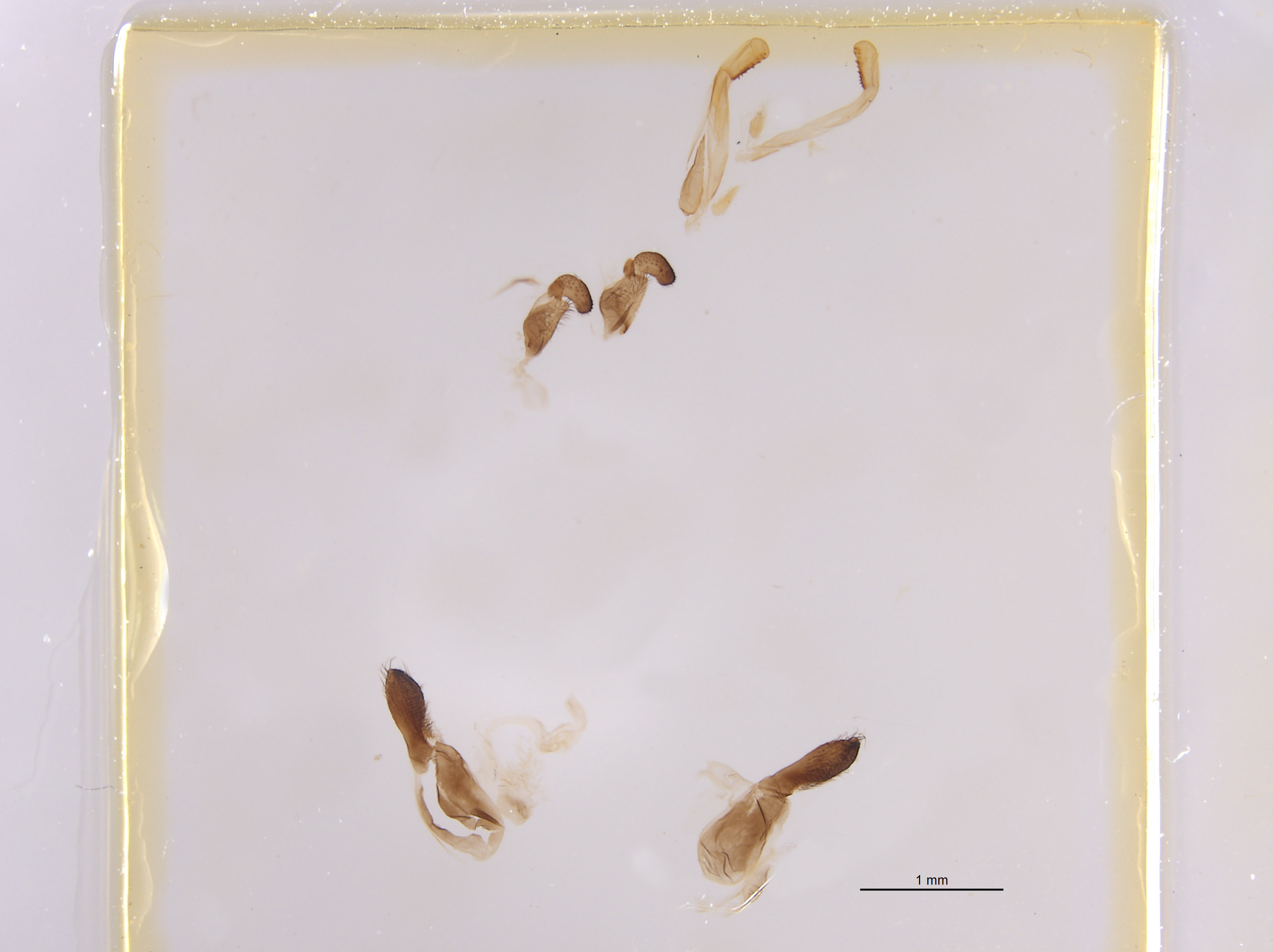 Palmodes stygicus image