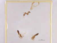 Palmodes stygicus image