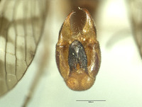 Neopanorpa tuberosa image