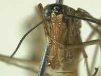 Neopanorpa tuberosa image