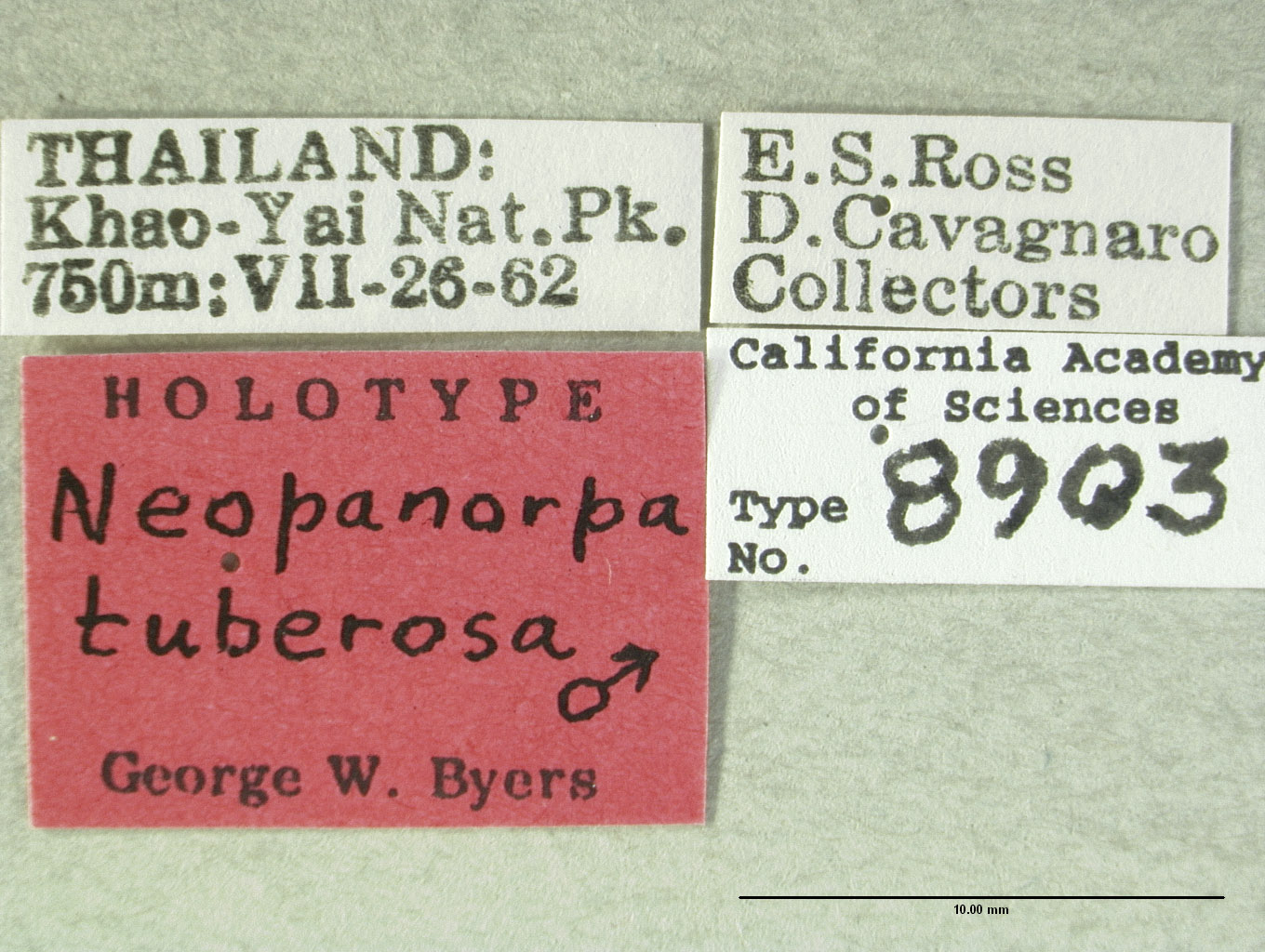 Neopanorpa tuberosa image