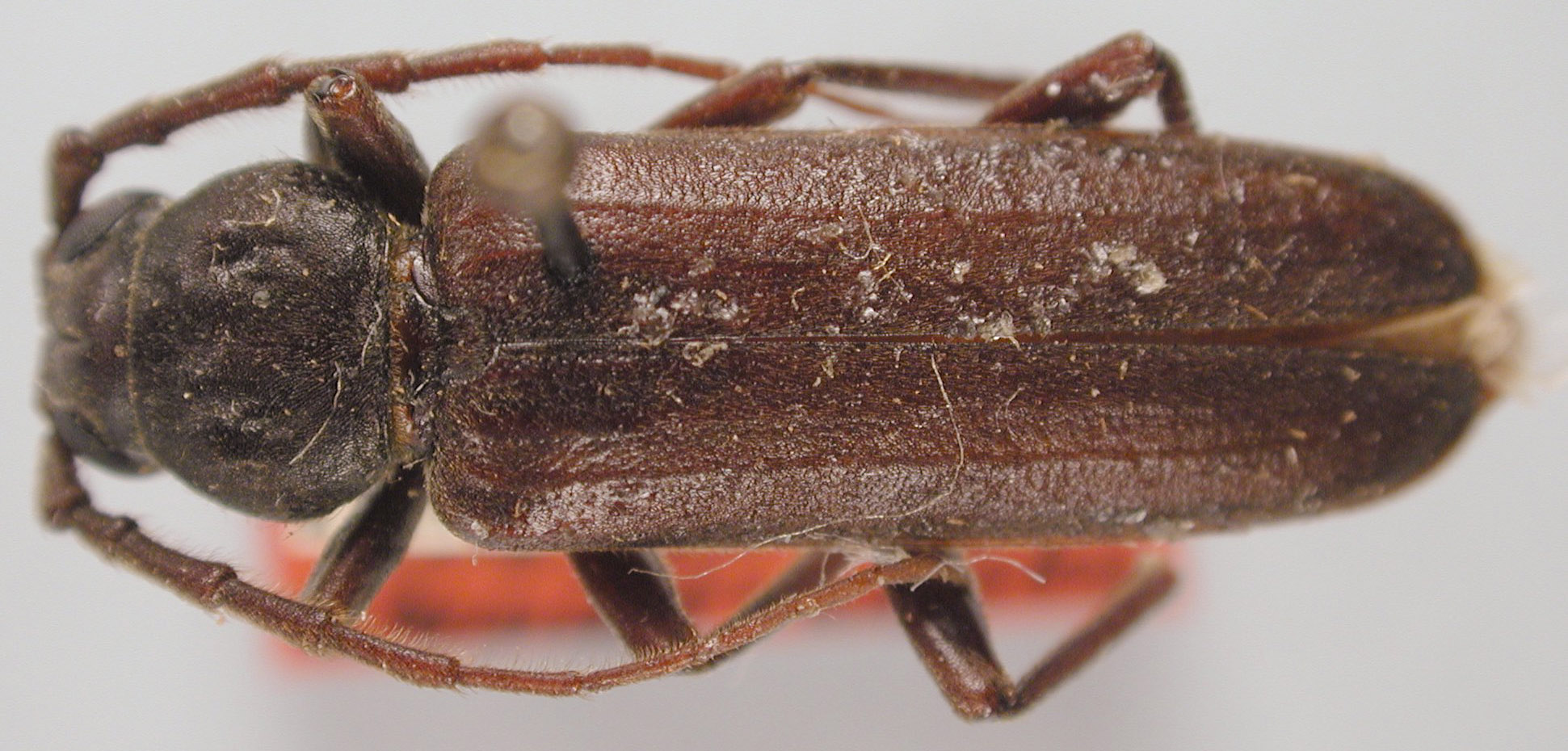 Arhopalus rusticus image