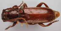 Image of Astromula nitidum
