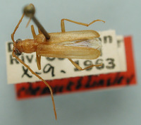 Image of Haplidoeme schlingeri